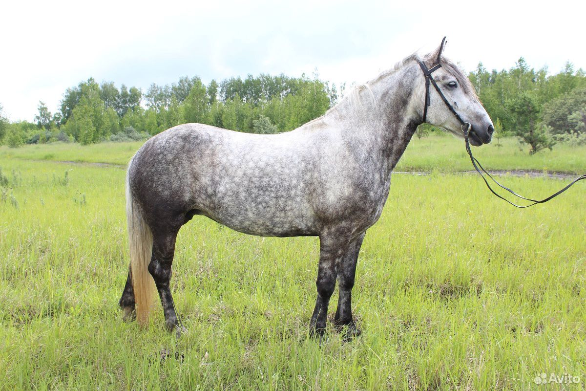 Где Купить Лошадей В Астраханской Области