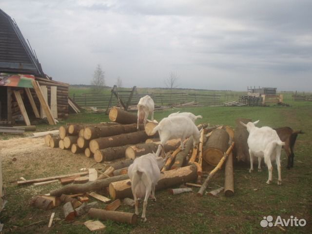 Козье молоко оптом купить на Зозу.ру - фотография № 2