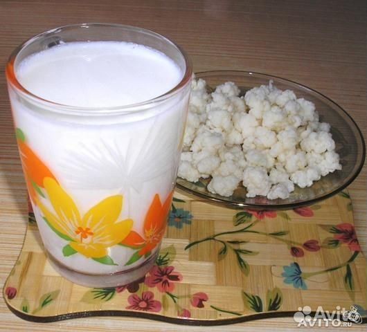 Молочный (тибетский) гриб купить на Зозу.ру - фотография № 1