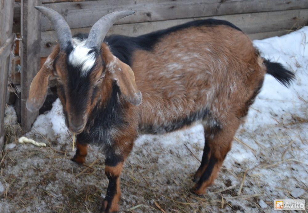 Купить нубийскую козу на авито. Нубийские козы с рогами. Англо-нубийские козы с рогами. Коза нубийской породы с рогами. У нубийских коз есть рога.