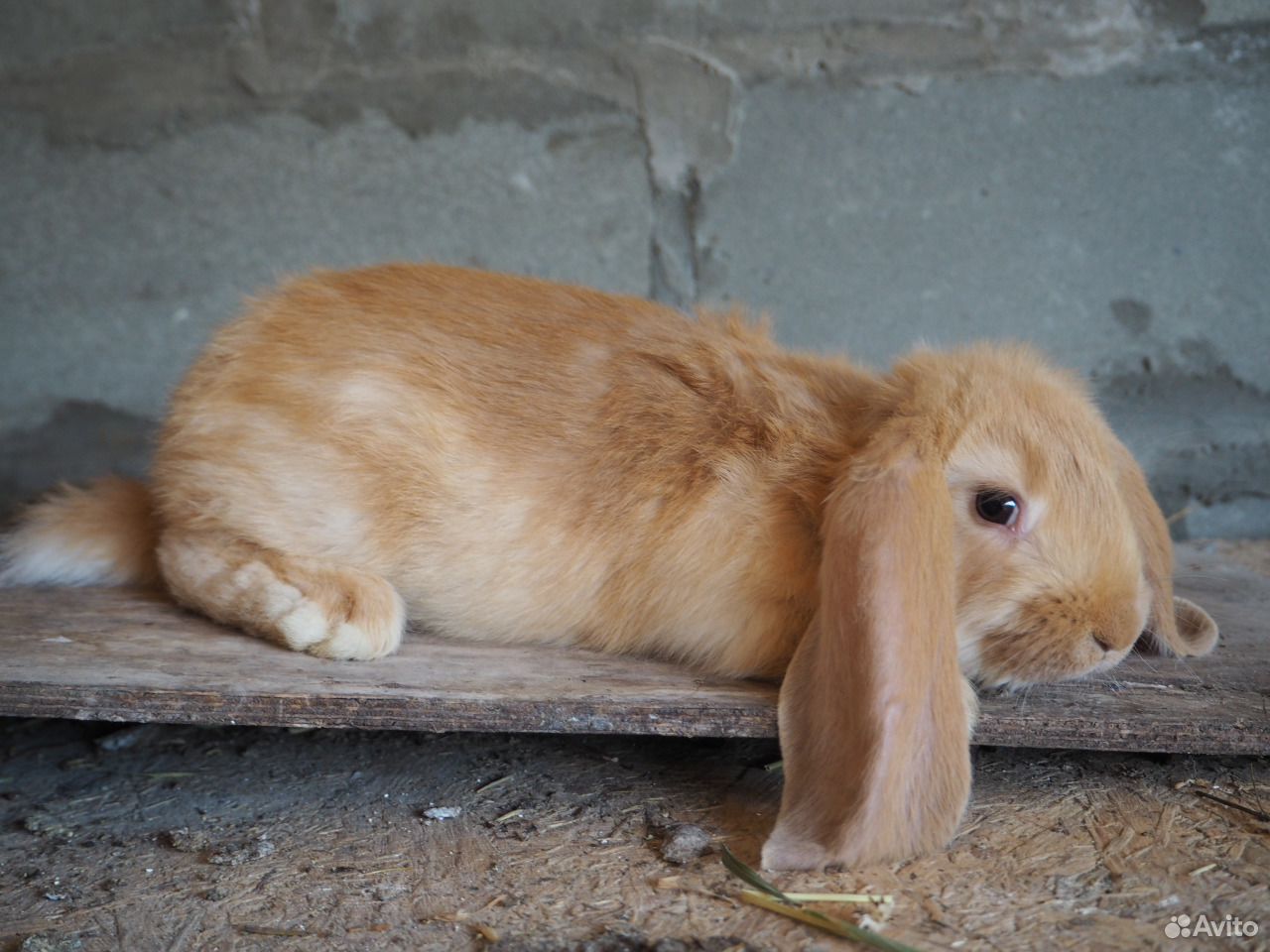 Крольчата Французский баран купить на Зозу.ру - фотография № 2