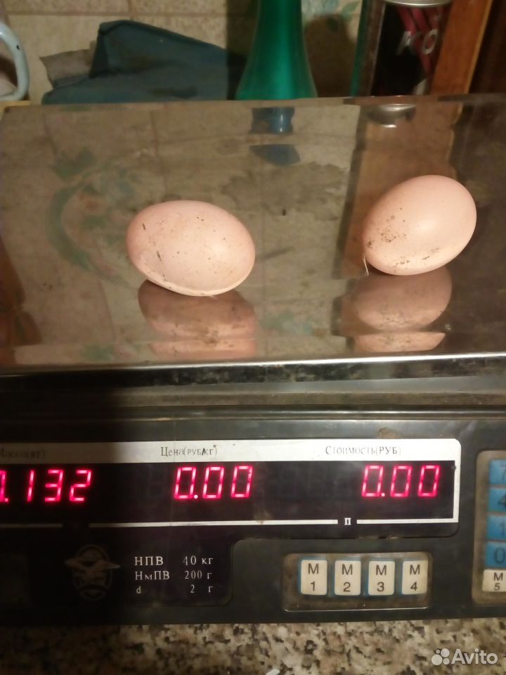 Яйцо на инкубацию купить на Зозу.ру - фотография № 5
