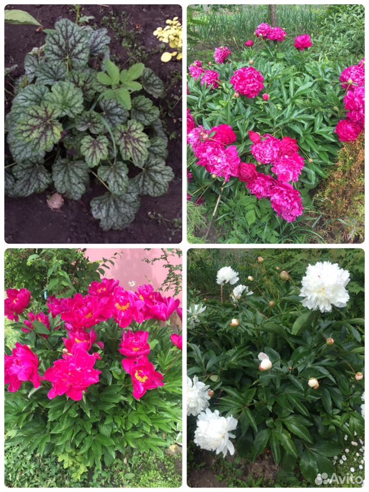 Растения, кустарники, цветы купить на Зозу.ру - фотография № 4