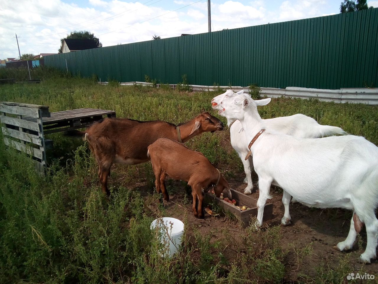 Белое молоко от белых коз купить на Зозу.ру - фотография № 4