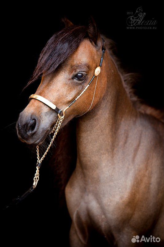 Продается чистопородная арабская лошадь и пони купить на Зозу.ру - фотография № 10