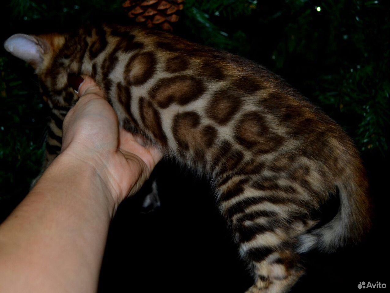 Бенгальский Кот Купить Фото