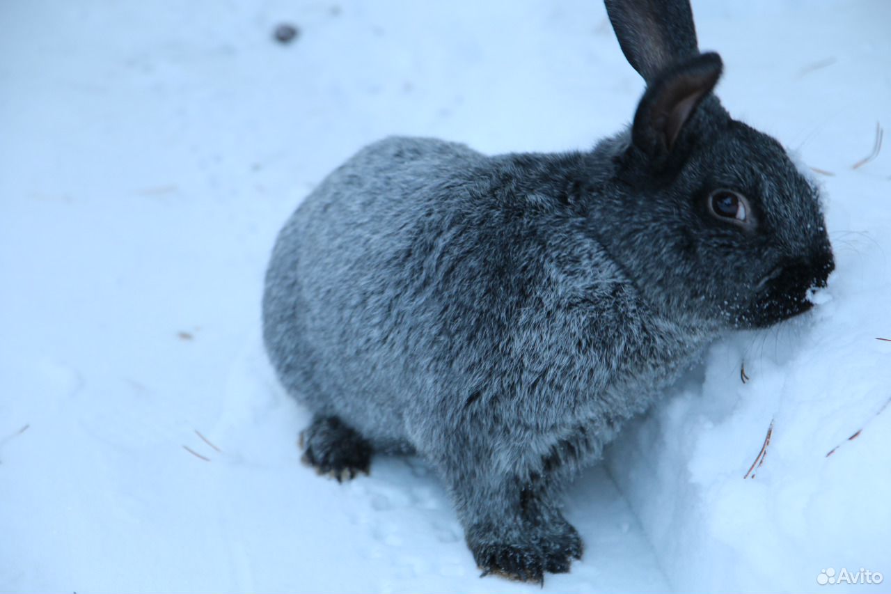 Кролики породы Серебристый (Полтавское серебро) купить на Зозу.ру - фотография № 4