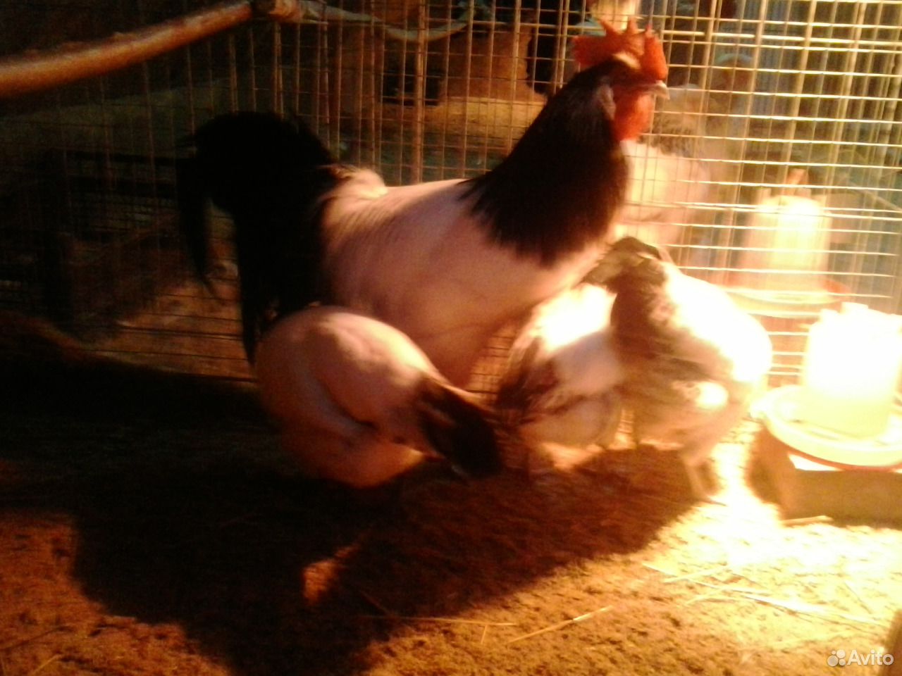 Инкубационное яйцо элитных кур, цыплята купить на Зозу.ру - фотография № 3