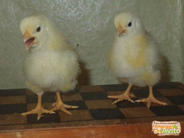 Цыплята адлерские купить на Зозу.ру - фотография № 1