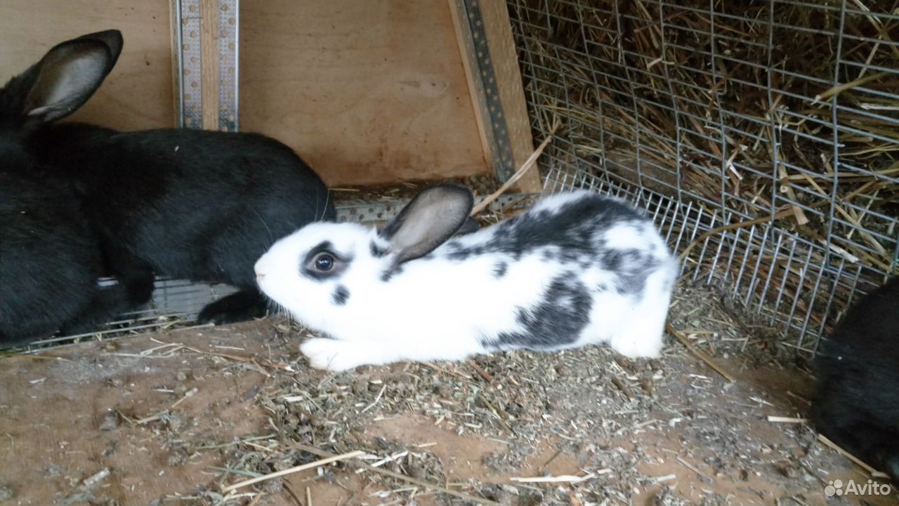 Кролики мясной породы купить на Зозу.ру - фотография № 2