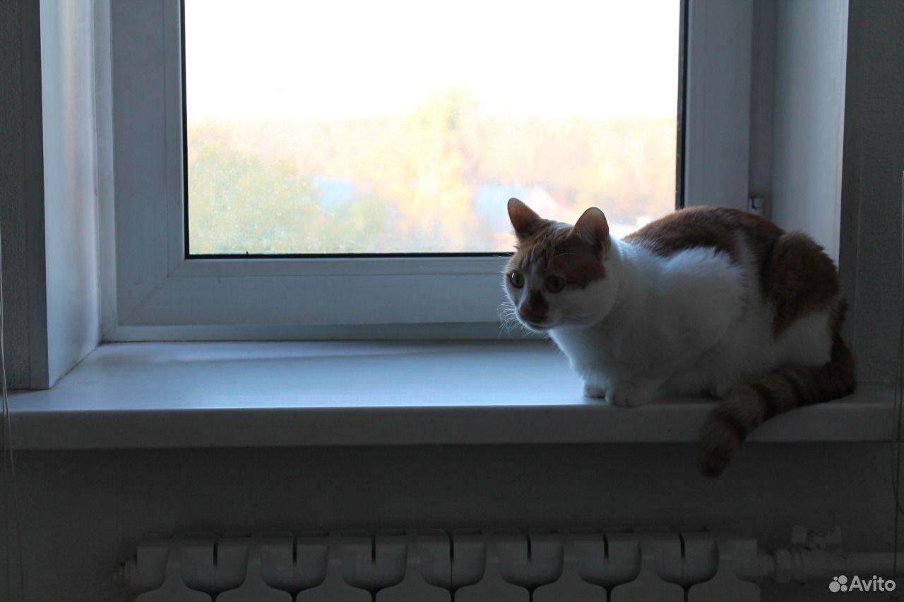 Пристрою матёрого кота в добрые любящие ручки купить на Зозу.ру - фотография № 4