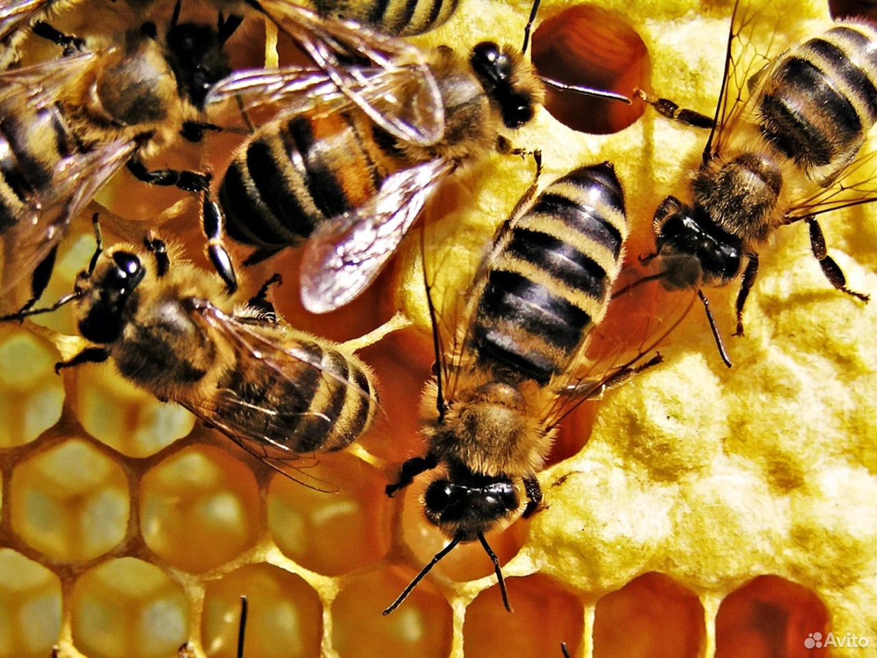 Продам пчёлосемьи купить на Зозу.ру - фотография № 1