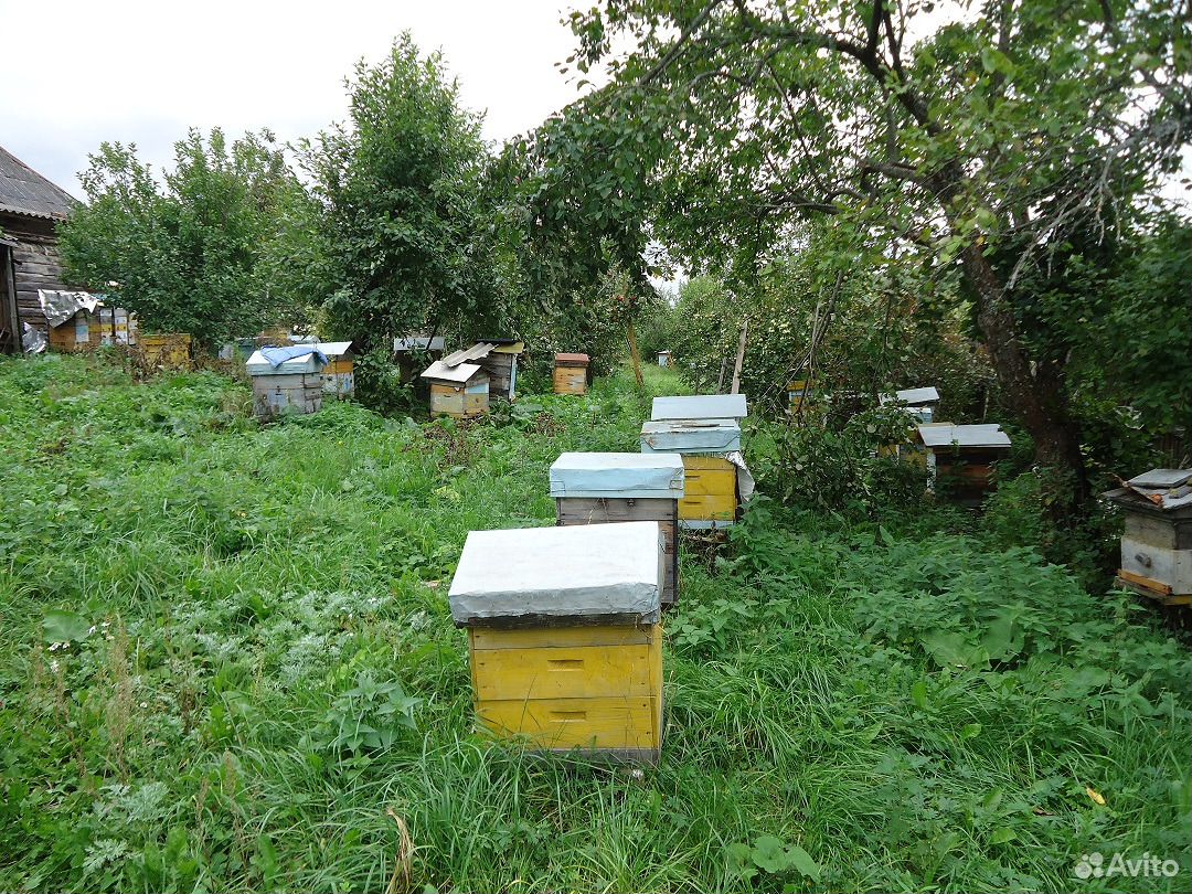 Продажа пчёл купить на Зозу.ру - фотография № 1