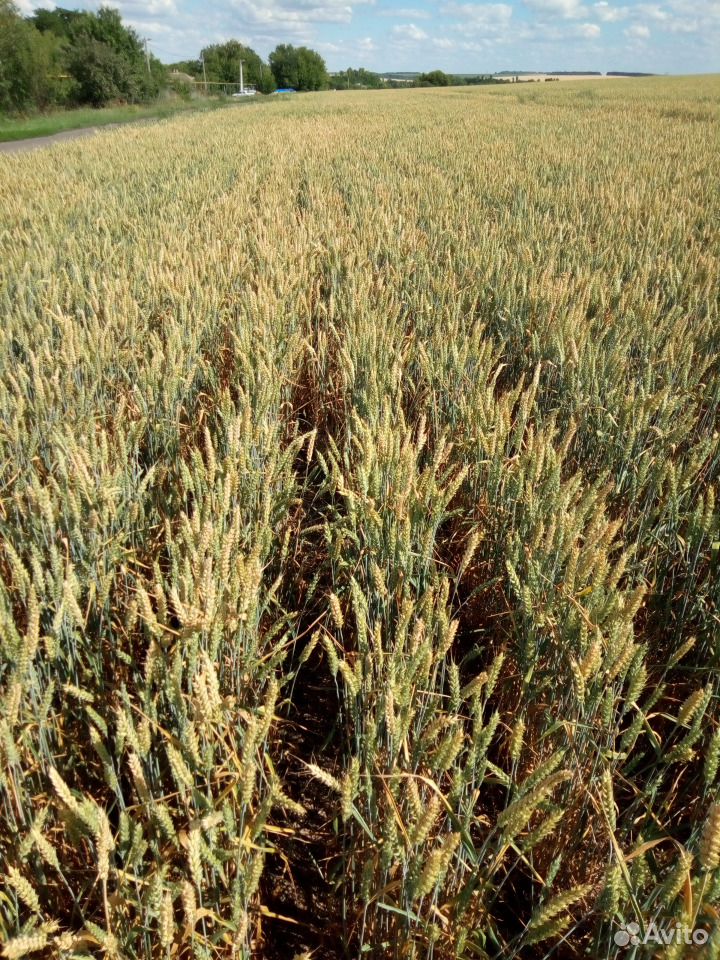 Семена озимой пшеницы купить на Зозу.ру - фотография № 1