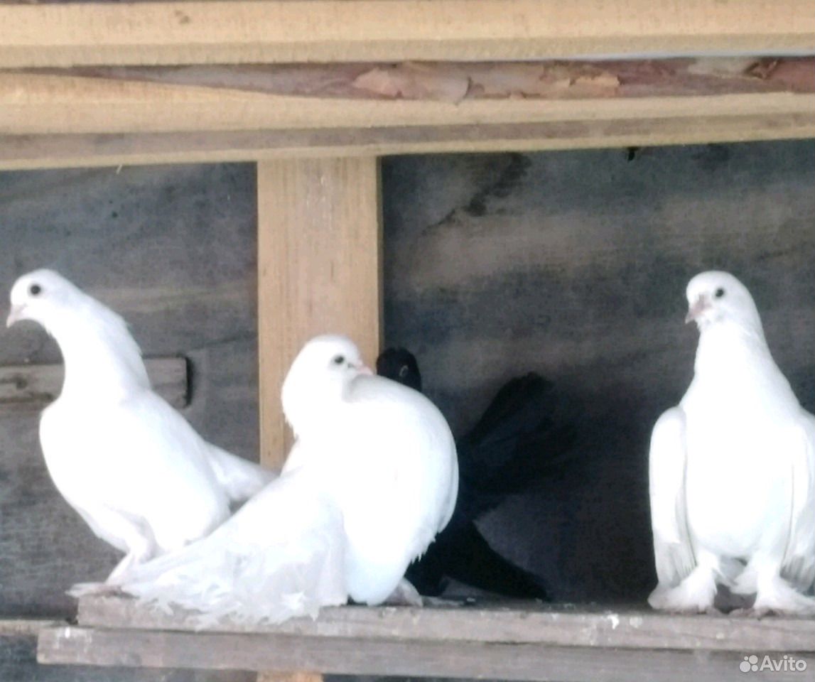 Статные белые голуби купить на Зозу.ру - фотография № 2
