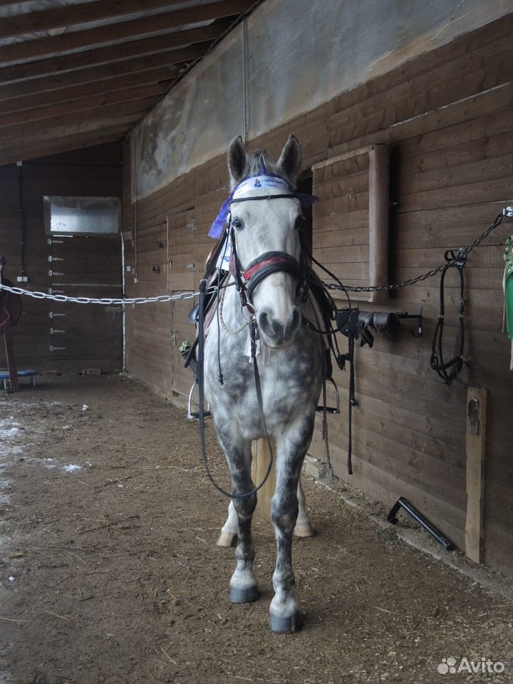 Лошадь в аренду для прогулок купить на Зозу.ру - фотография № 4