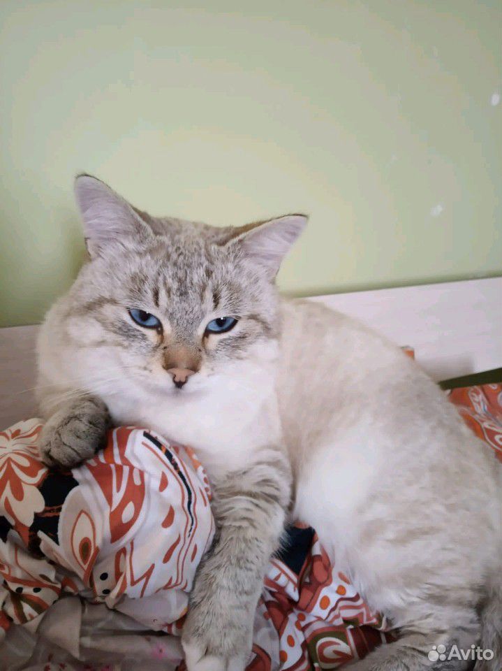 Тайский кот купить на Зозу.ру - фотография № 6