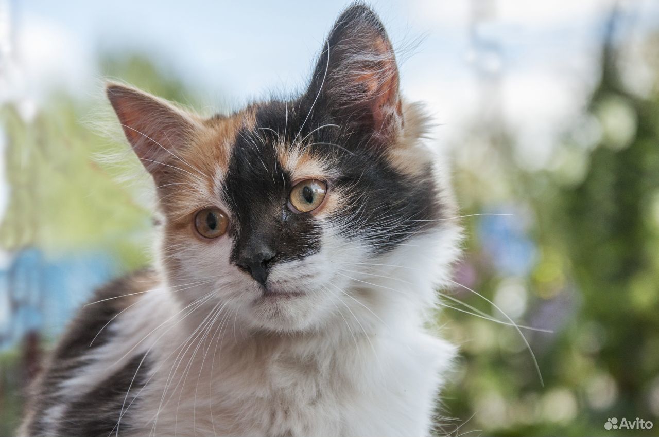 Бамбина - чудесный котенок в дар купить на Зозу.ру - фотография № 3