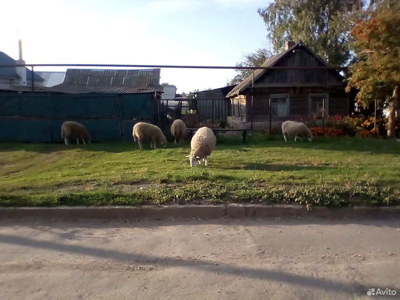 Овцы, баран купить на Зозу.ру - фотография № 4