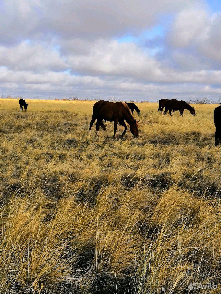 Лошадей купить на Зозу.ру - фотография № 2