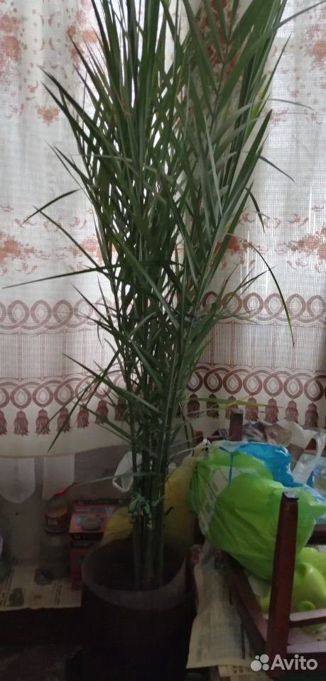 Финиковая пальма купить на Зозу.ру - фотография № 2
