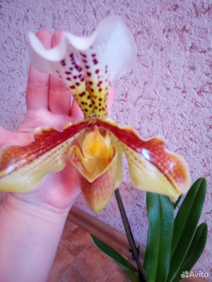 Орхидея Цимбидиум купить на Зозу.ру - фотография № 7