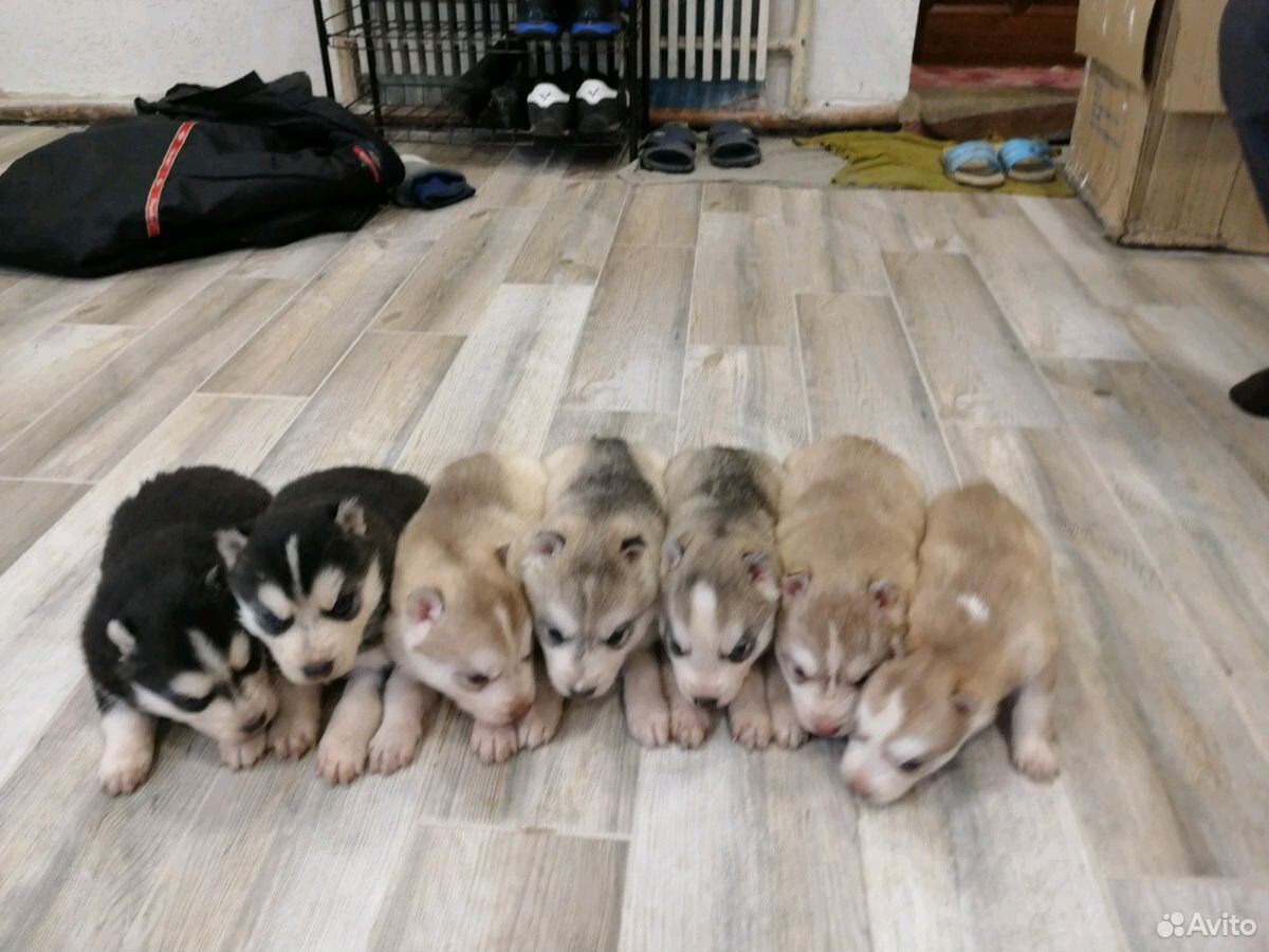 щенки немецкой овчарки в воронежской. пес хакасия. вео овчарка щенки. авито собаки хакасия. авито хакасия собаки.
