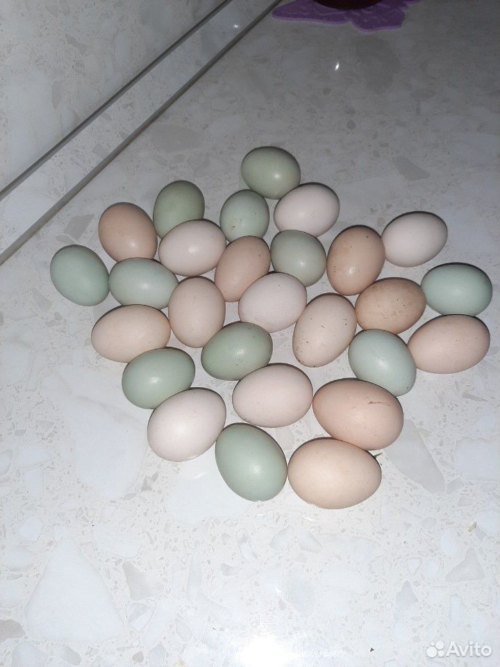 Инкубационное яицо и столовое купить на Зозу.ру - фотография № 2