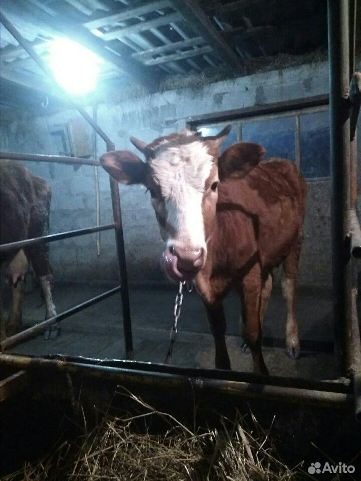Телка здоровая молочная для коровки купить на Зозу.ру - фотография № 1