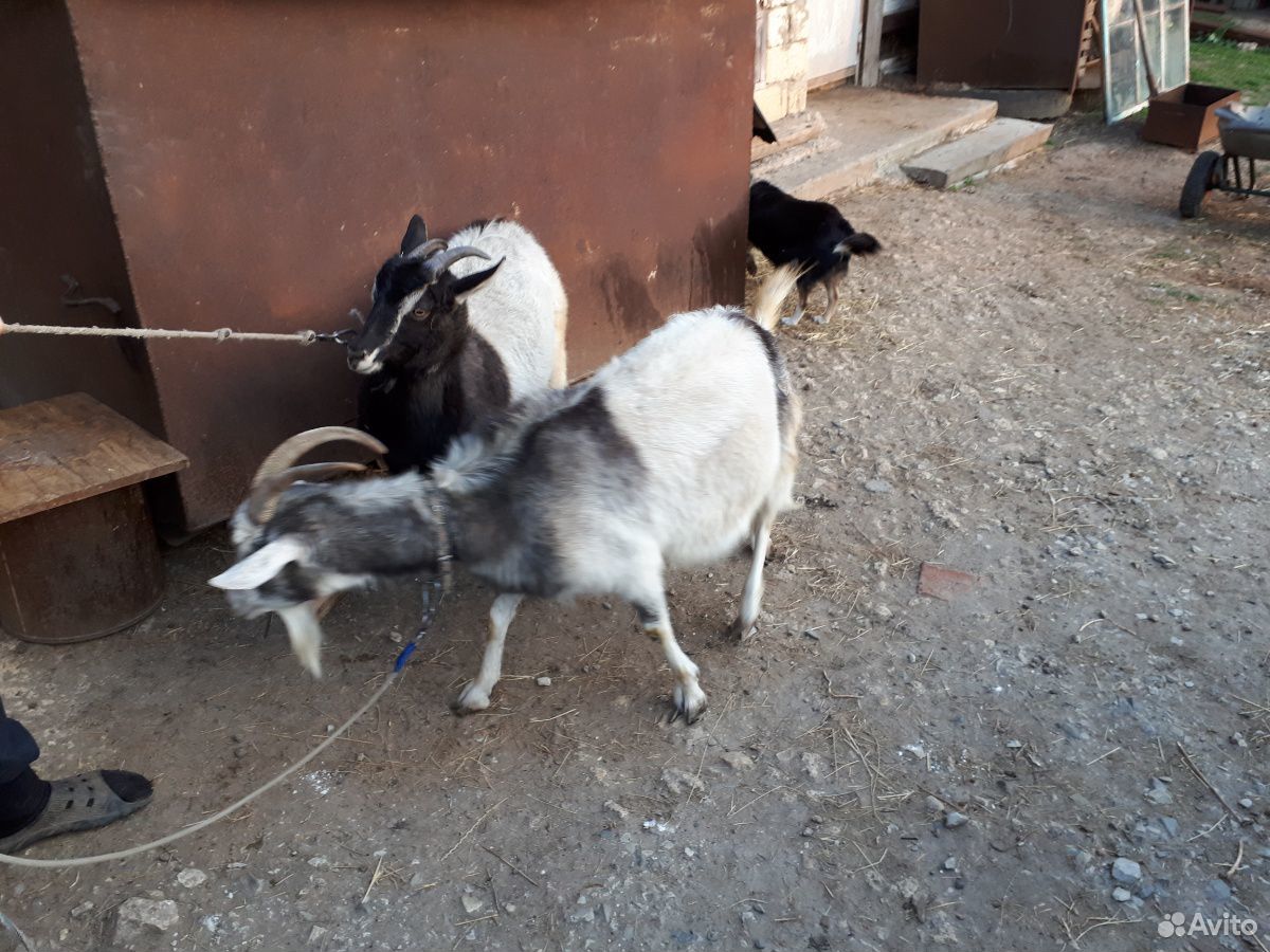 Продаются козы и козлята купить на Зозу.ру - фотография № 1