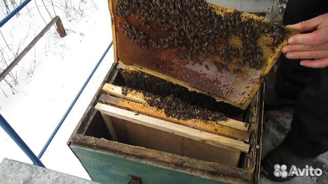 Ульи с пчелами купить на Зозу.ру - фотография № 2