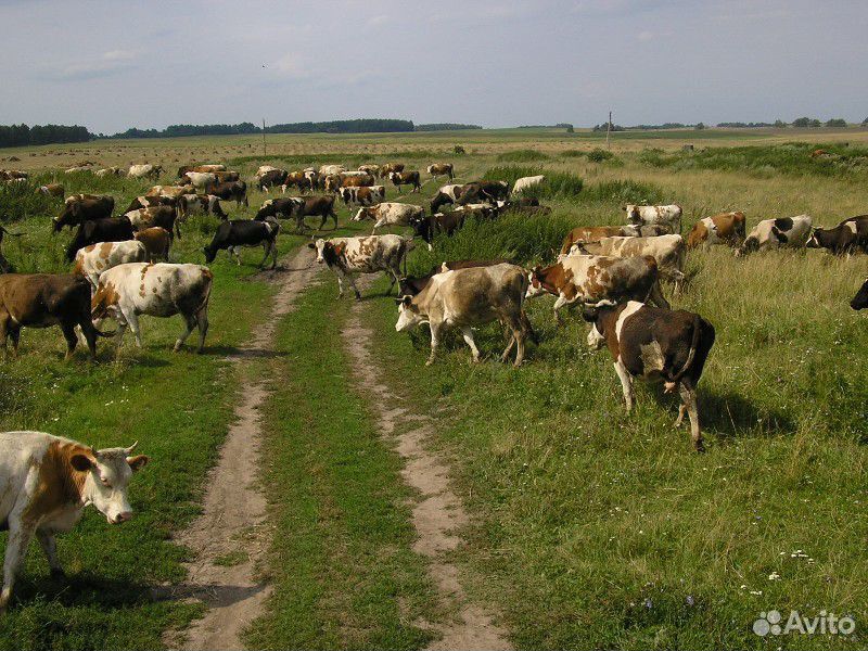 Коровы, тёлки, телята, бычки купить на Зозу.ру - фотография № 1