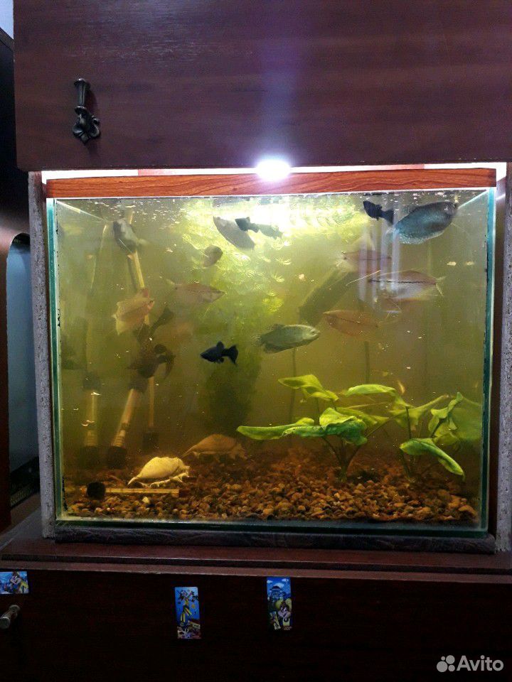 Аквариумные рыбки с аквариумом купить на Зозу.ру - фотография № 4