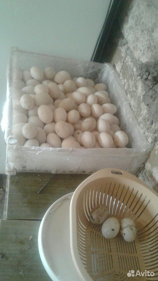 Утки яицо купить на Зозу.ру - фотография № 3