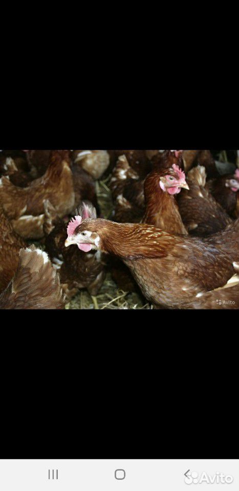Цыплята суточные, порода-серебро, кучинская юбилей купить на Зозу.ру - фотография № 1