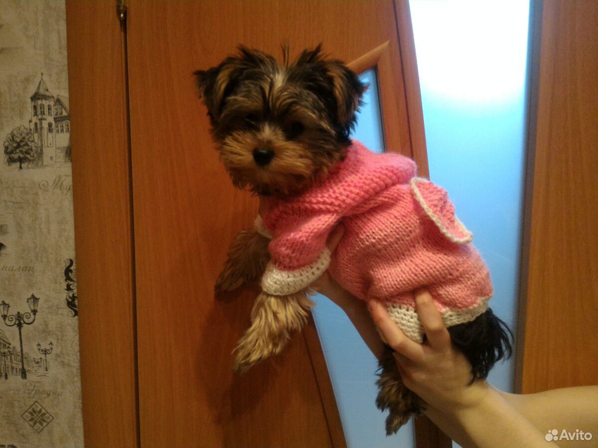 Одежда для собак купить на Зозу.ру - фотография № 4