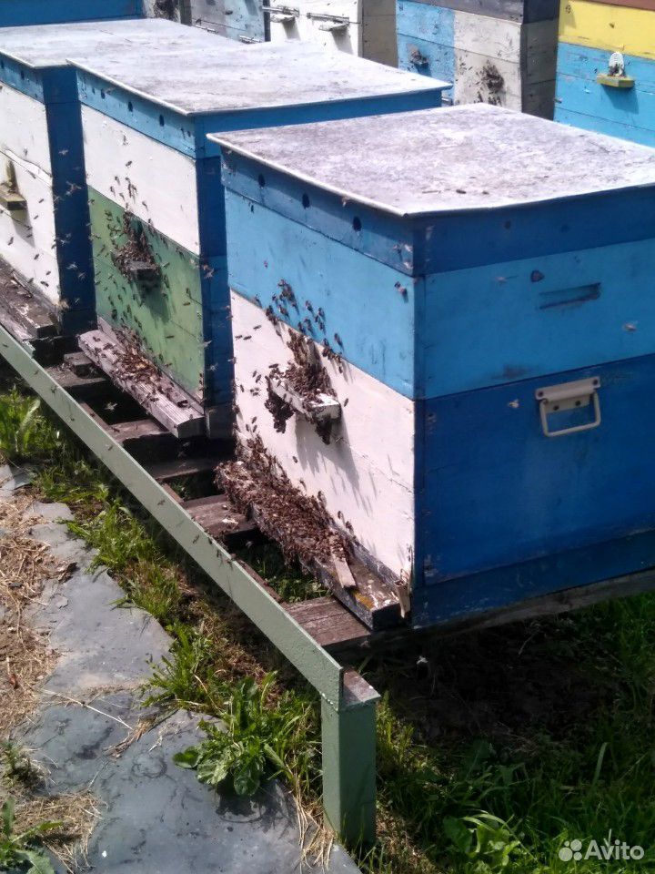 Карпатские пчелы.Продам семьи карпатских пчел купить на Зозу.ру - фотография № 1