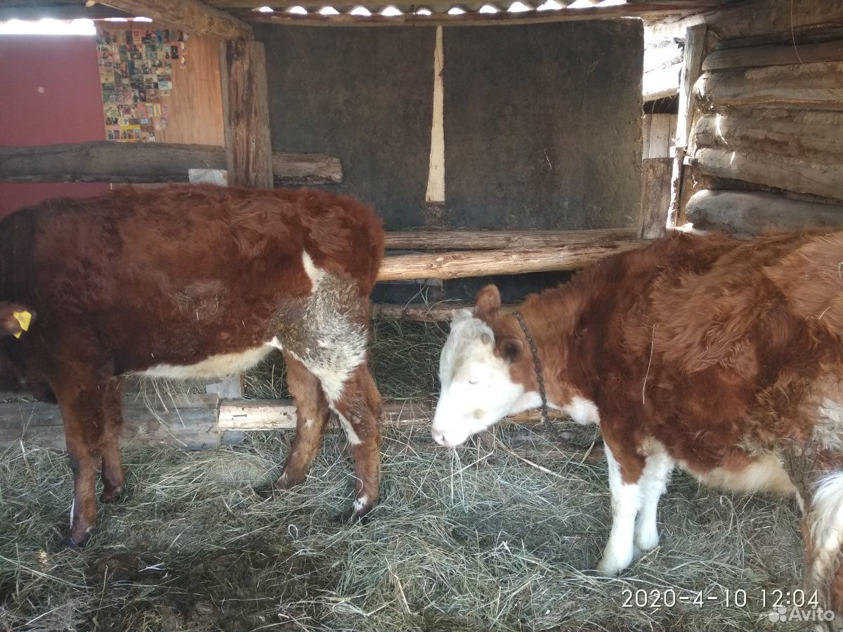 Продаются тёлки, корова с теленком купить на Зозу.ру - фотография № 1