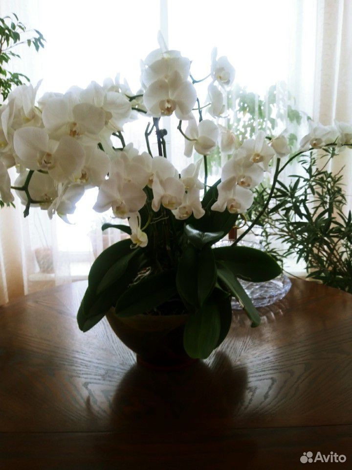 Орхидея Дендробиум купить на Зозу.ру - фотография № 4