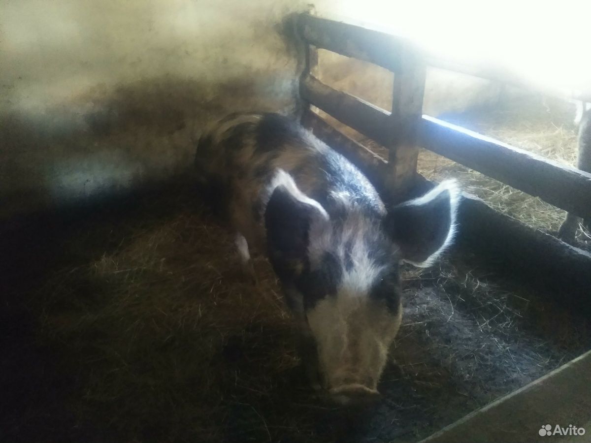 Продам свиноматок 1,5 года купить на Зозу.ру - фотография № 3