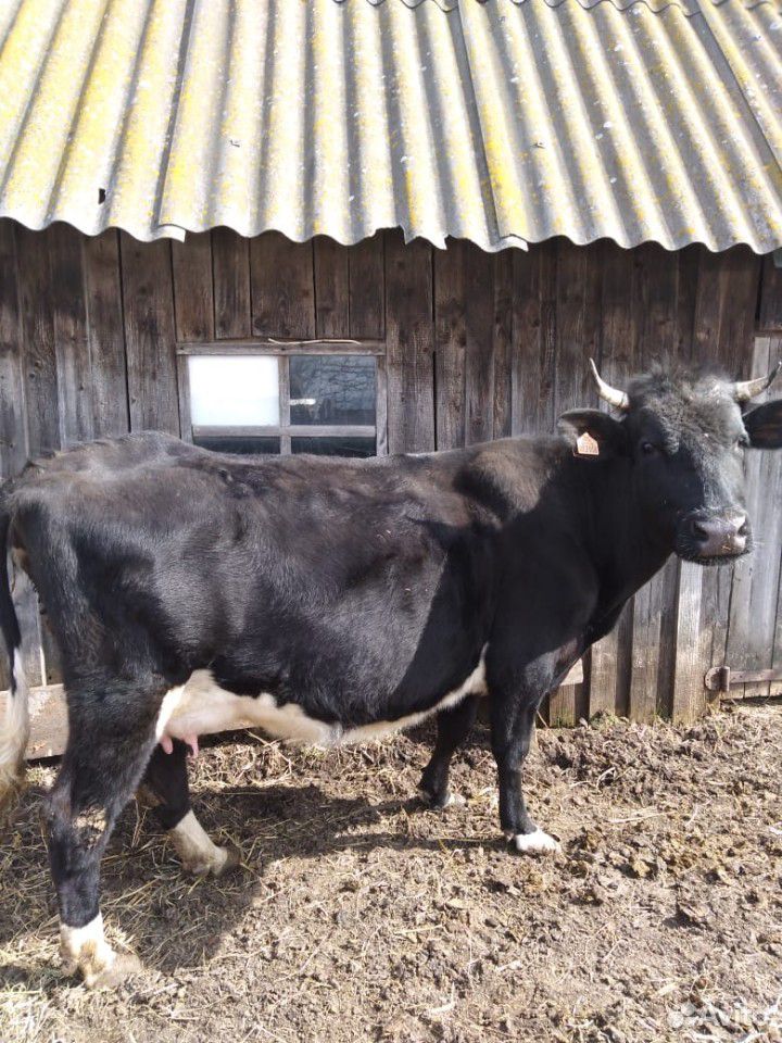 Продаётся корова третьего отёла, чёрно-пёстрой пор купить на Зозу.ру - фотография № 5
