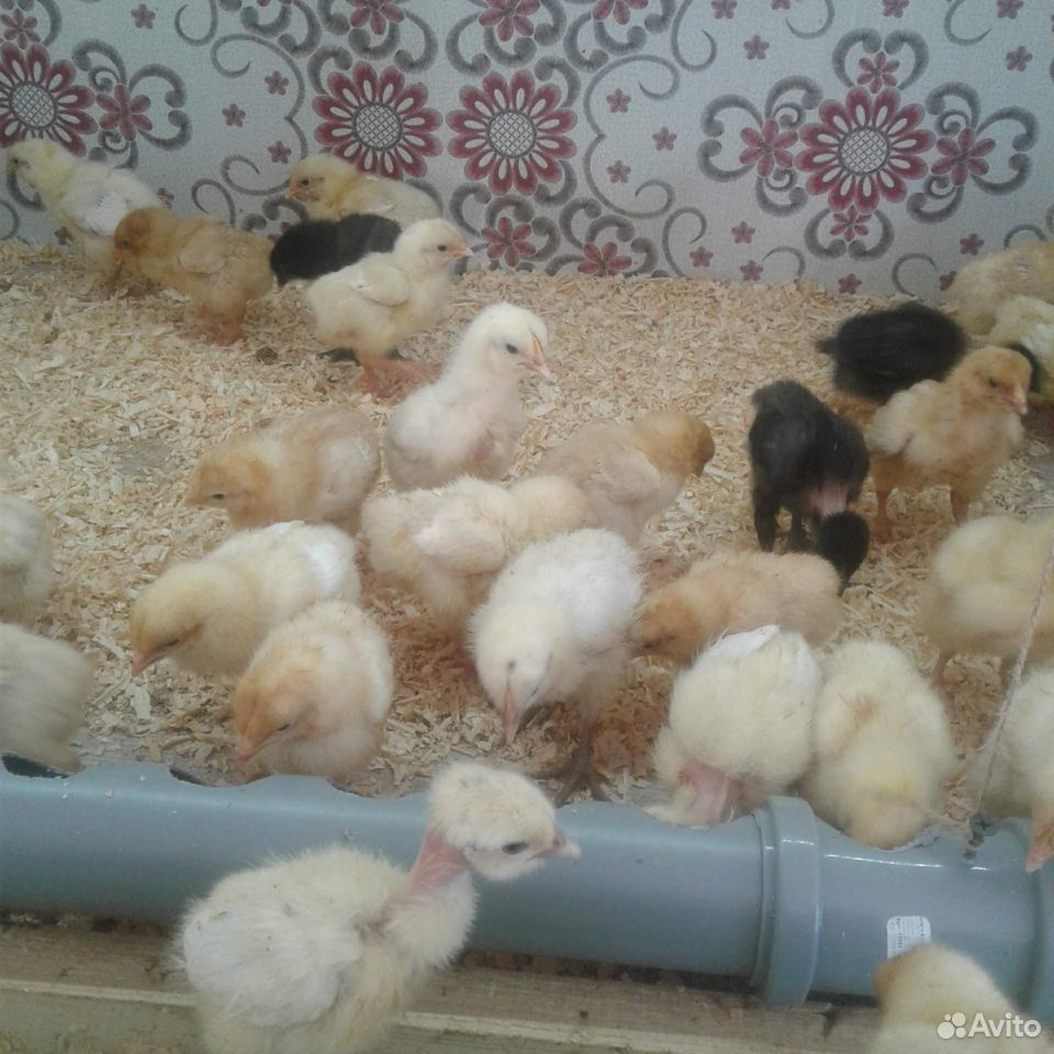 На заказ и в наличии цыплята купить на Зозу.ру - фотография № 1