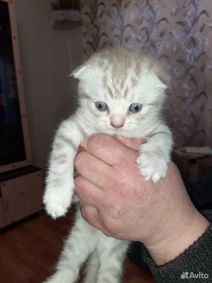 Продам котят шотладских вислоухих купить на Зозу.ру - фотография № 4