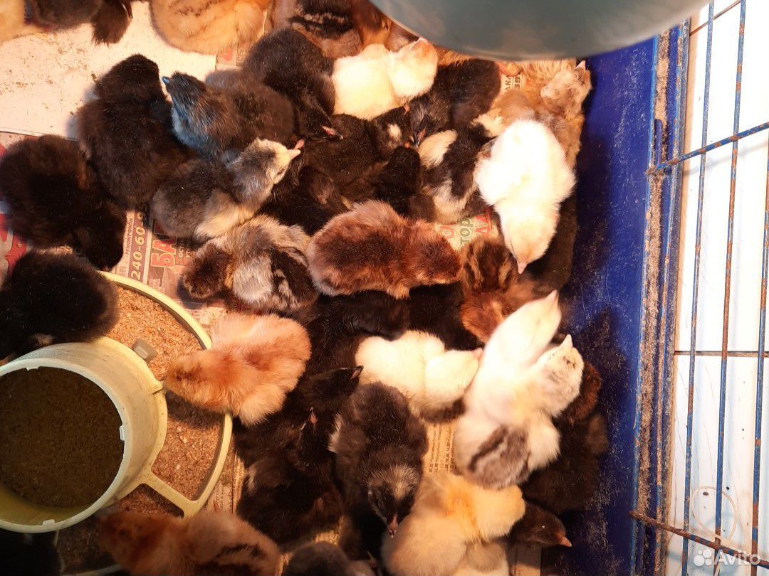 Цыплята от домашних несушек, суточные купить на Зозу.ру - фотография № 1