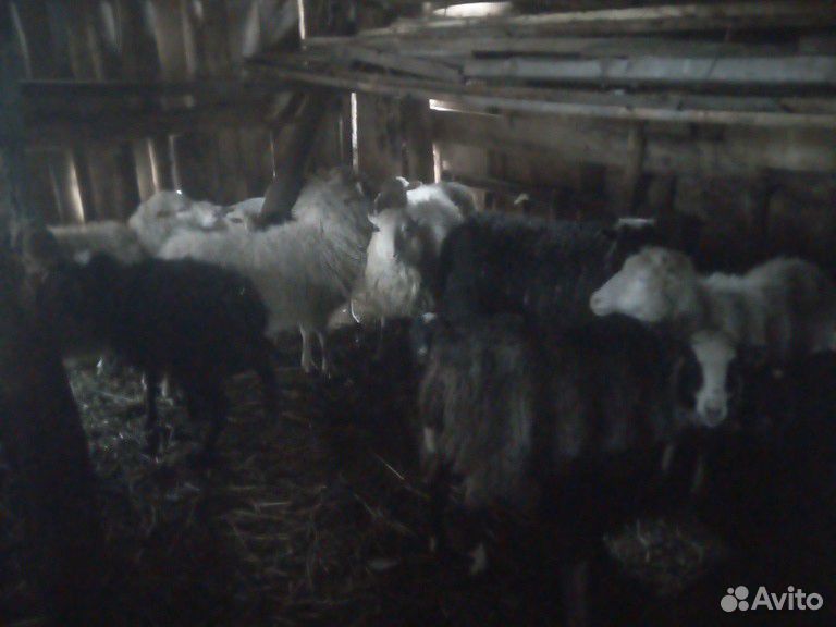 Продам овец с ягненками купить на Зозу.ру - фотография № 1
