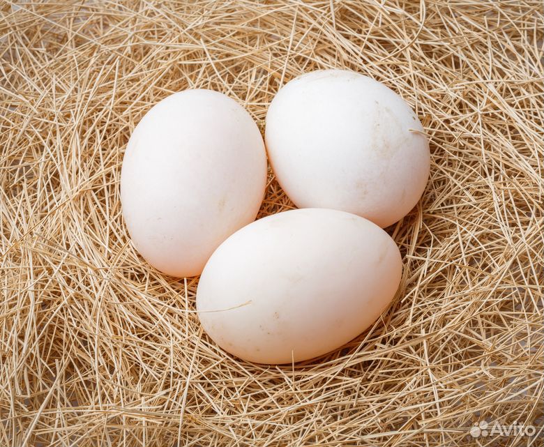 Продам инкубаторное унинное яйцо купить на Зозу.ру - фотография № 1