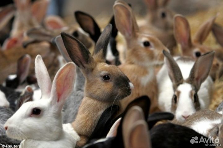 Корм для кроликов от купить на Зозу.ру - фотография № 3