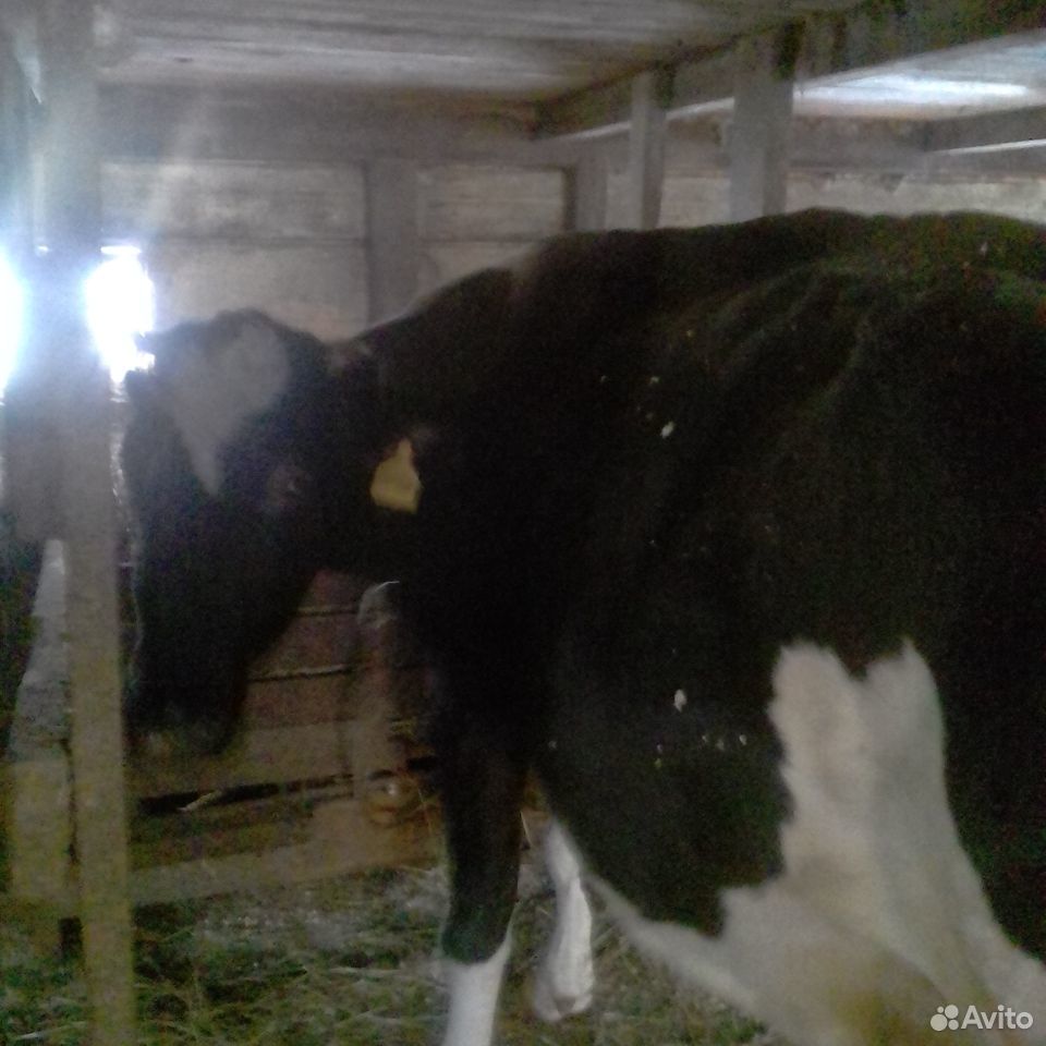 Корова и быки купить на Зозу.ру - фотография № 1