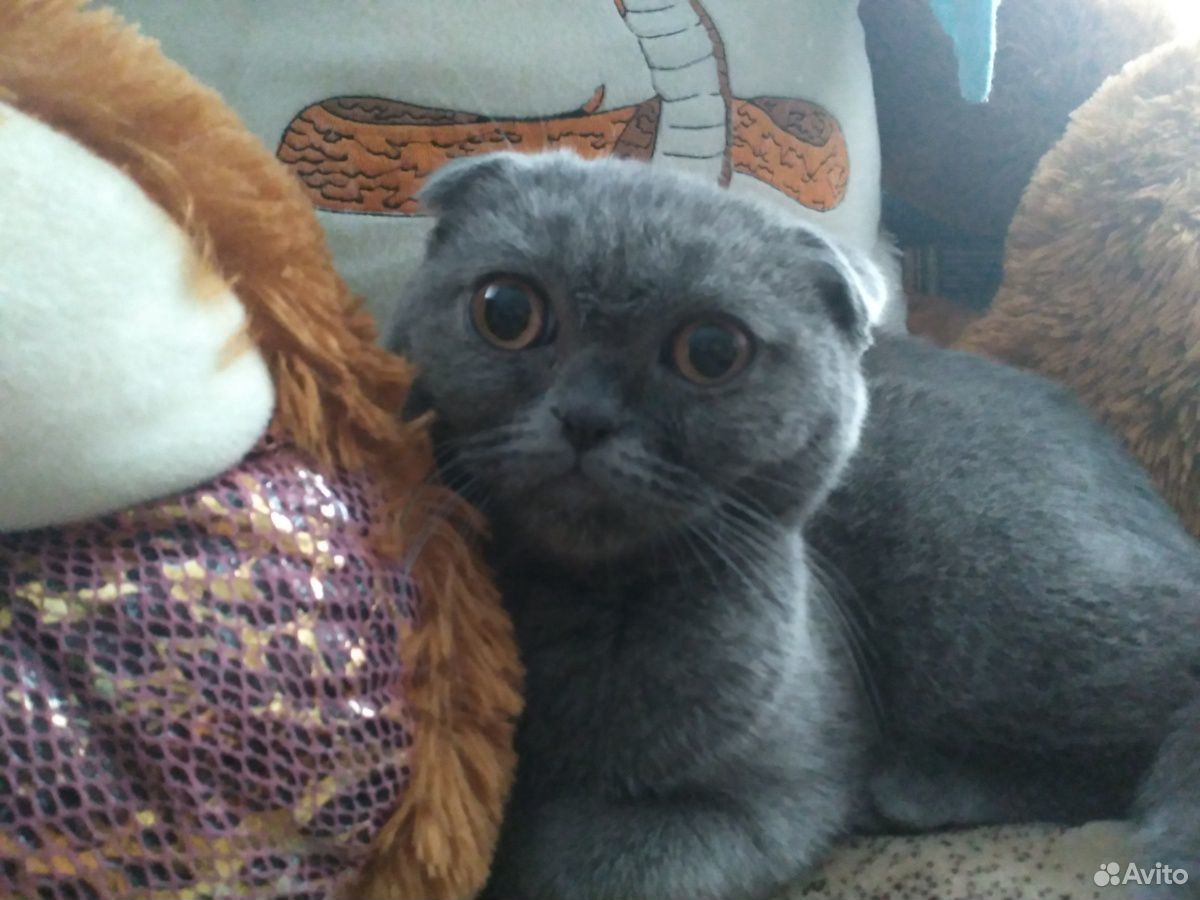 Вислоухий кот, чистокровный купить на Зозу.ру - фотография № 2
