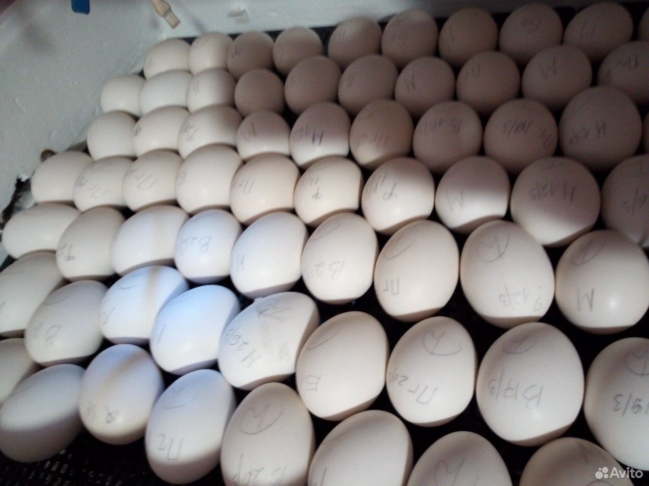 Яйца Утиные Купить В Гомеле